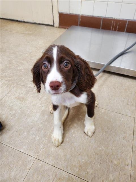 SASSY - English Cocker Spaniel available for adoption