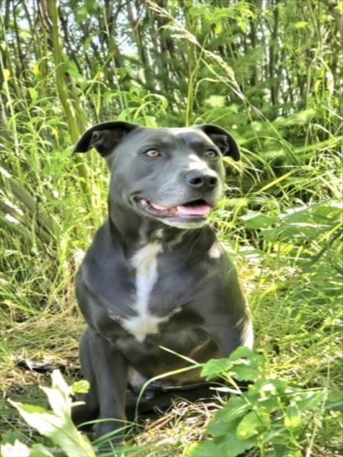 LOKI - Pit Bull Terrier available for adoption