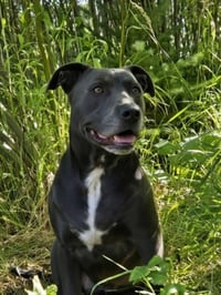 LOKI - Photo 1