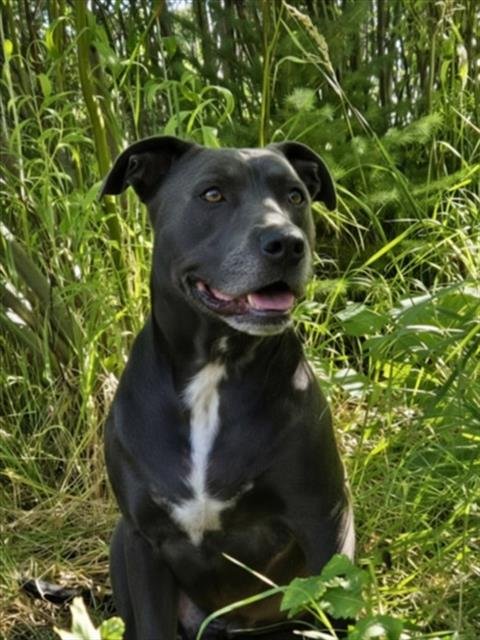LOKI - Pit Bull Terrier available for adoption