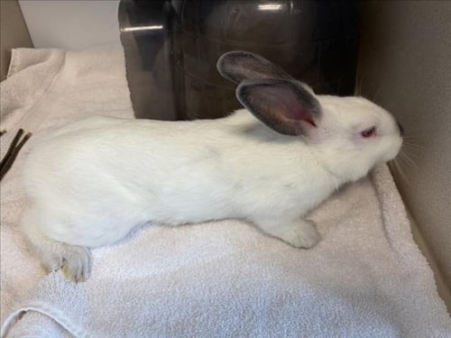 LULLABY - Shorthaired Rabbit available for adoption