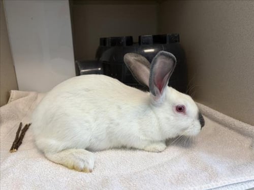BRAVO - Shorthaired Rabbit available for adoption