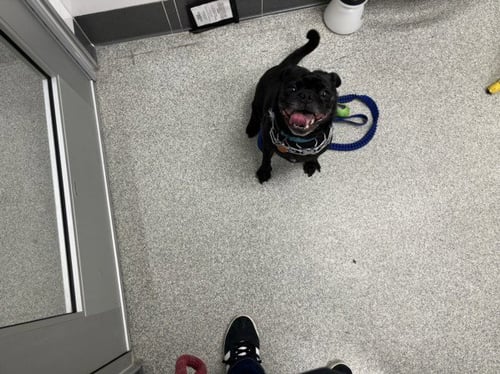 CHARRO - Pug / Chihuahua available for adoption