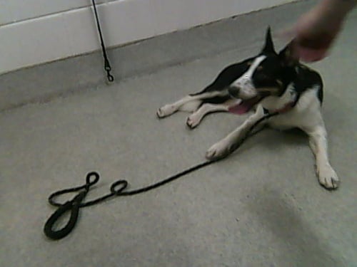 ECHO - Collie available for adoption