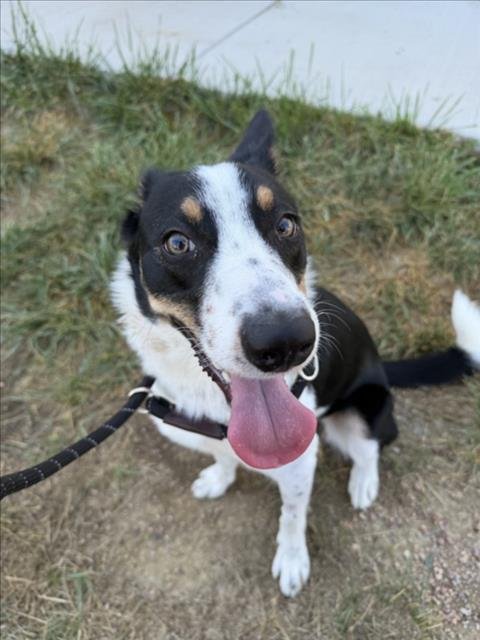 ECHO - Collie available for adoption