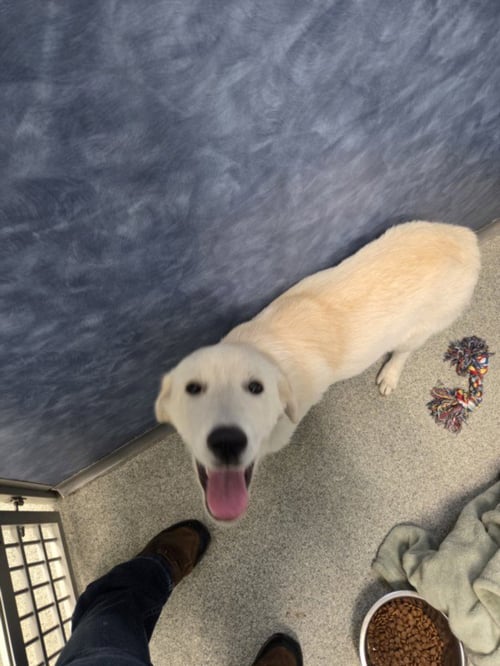 FIR - Great Pyrenees available for adoption