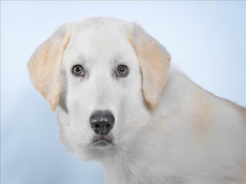 FIR - Great Pyrenees available for adoption