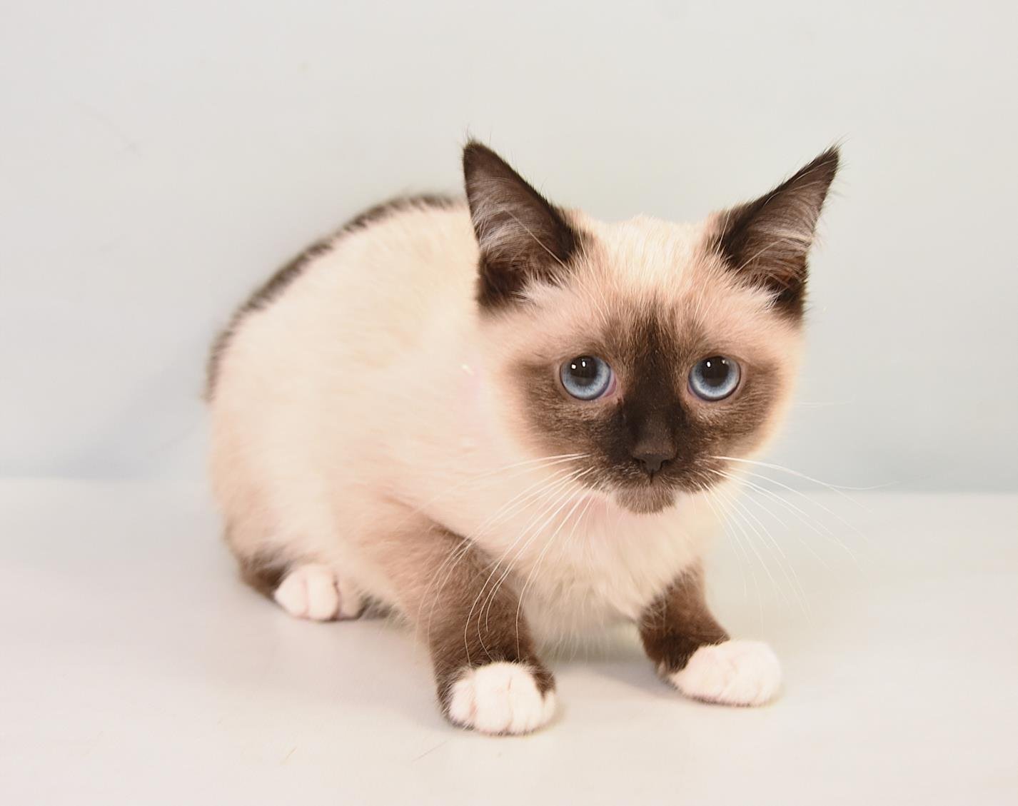 PEACH - Domestic Short Hair available for adoption