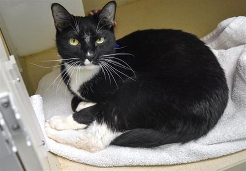 FELIX - Domestic Short Hair available for adoption