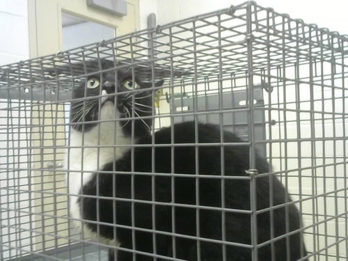 FELIX - Domestic Short Hair available for adoption