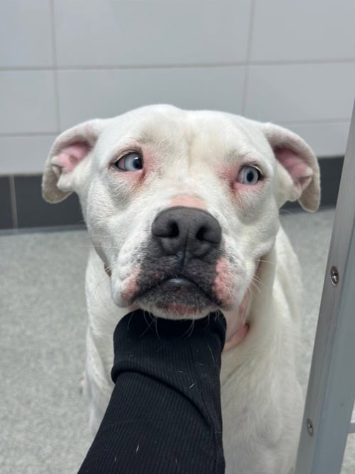 MOULA - American Pit Bull Terrier available for adoption
