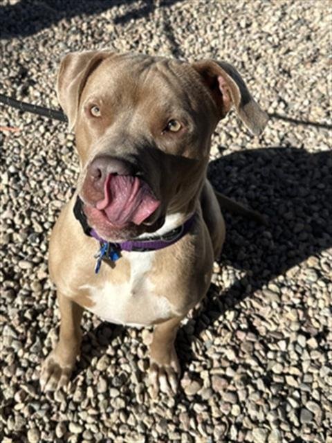 BOOTS - Pit Bull Terrier available for adoption