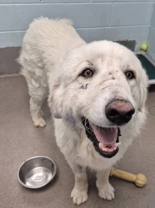 BARNEY - Great Pyrenees available for adoption