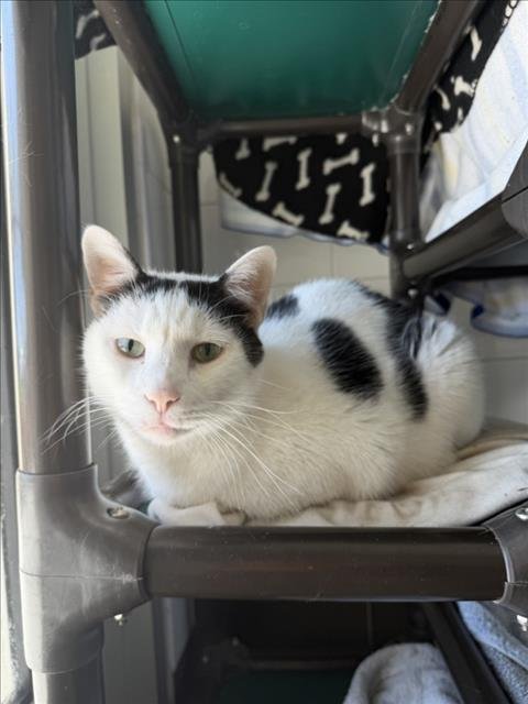 ZEUS - Domestic Short Hair for adoption in Fort Collins