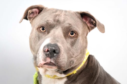 SUMMER - Pit Bull Terrier available for adoption