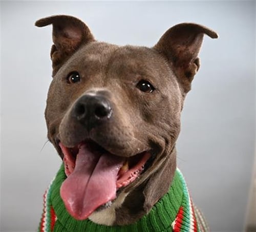 DEJA BLUE - Pit Bull Terrier available for adoption