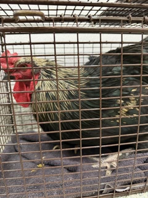 POP - Chicken available for adoption