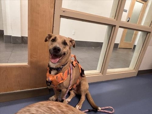 DUSTY - Basset Hound / Pit Bull Terrier for adoption in Fort Collins