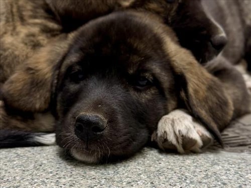 CHEYENNE - German Shepherd Dog / Labrador Retriever available for adoption