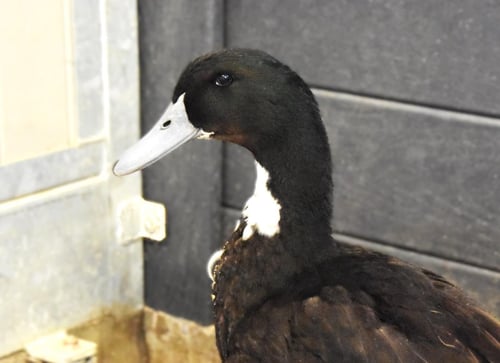 CHEYENNE - Duck available for adoption