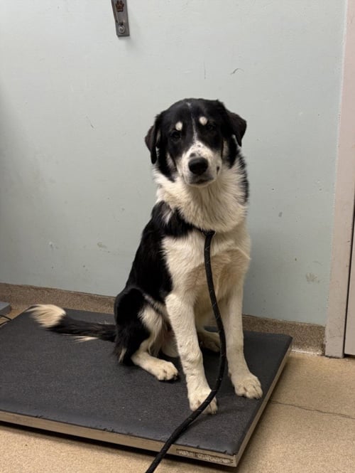 CHARMER - Border Collie available for adoption