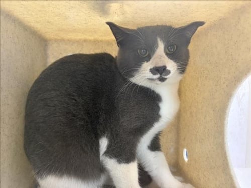 ASPEN - Domestic Short Hair available for adoption
