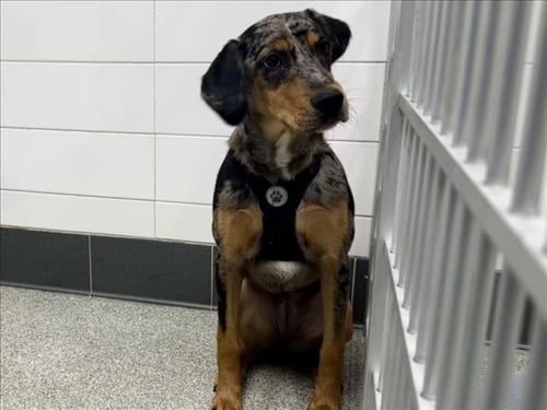 SASHA - Catahoula Leopard Dog / Australian Shepherd available for adoption