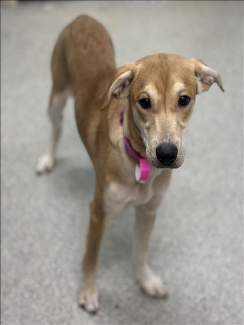 PRINCESS - Labrador Retriever available for adoption