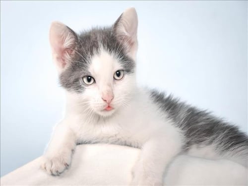 SASHIMI - Domestic Short Hair available for adoption