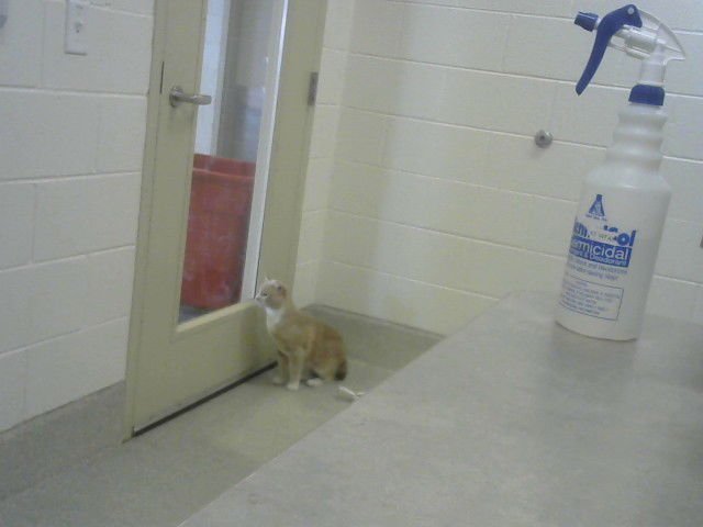 TANJIRO - Domestic Long Hair available for adoption