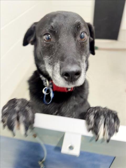CHUNK - Labrador Retriever available for adoption