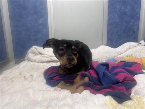 WILLIE - Dachshund / Pug available for adoption