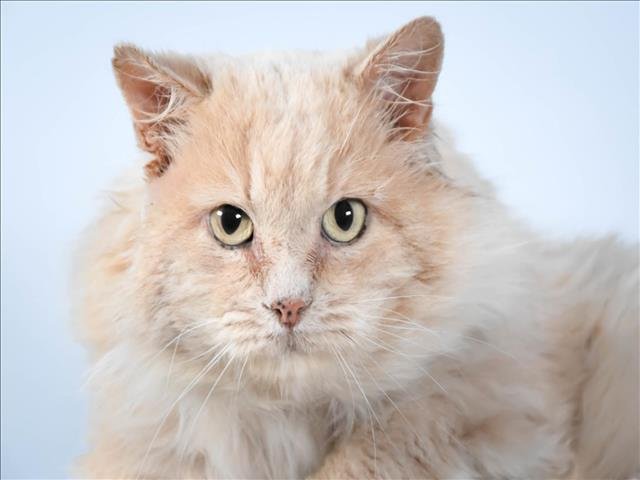 WHISPER - Domestic Long Hair available for adoption