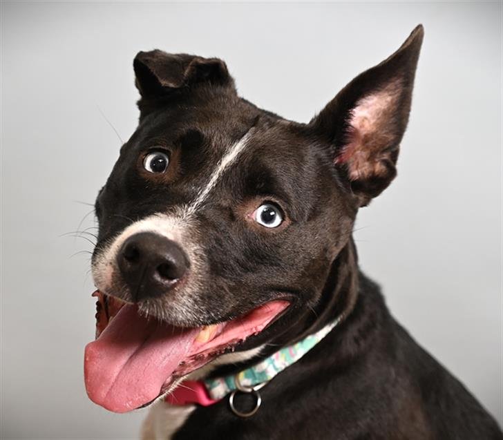 SKY - American Pit Bull Terrier available for adoption