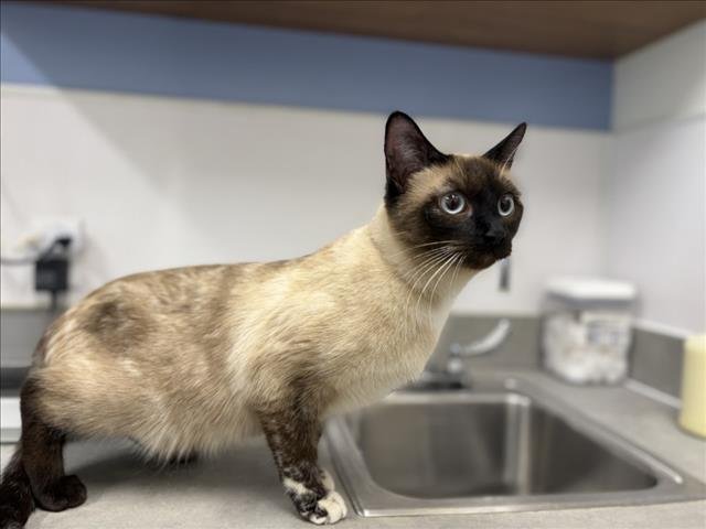TIA - Siamese available for adoption