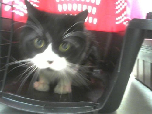 MILO - Domestic Long Hair available for adoption