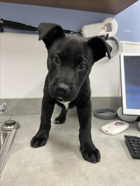 RUCKUS - Labrador Retriever available for adoption