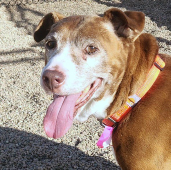 JUNEBUG - Labrador Retriever available for adoption