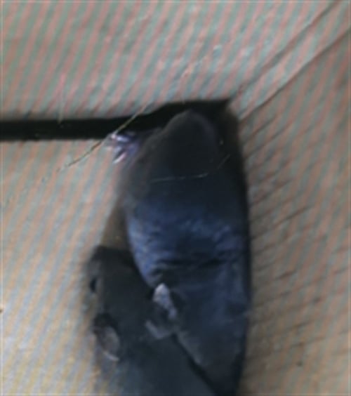 ASIAGO - Mouse available for adoption