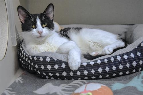 PEPPER - Domestic Short Hair available for adoption