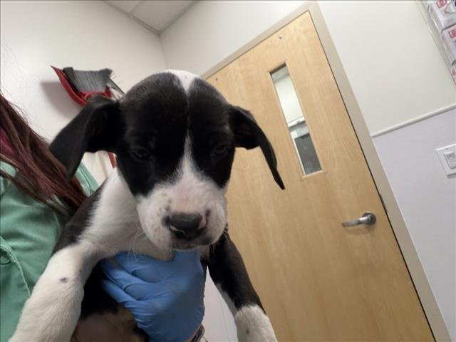 COURAGE - German Shorthaired Pointer available for adoption