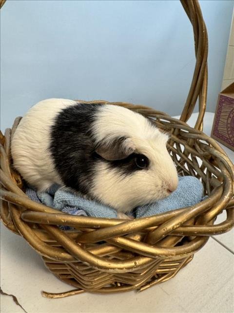 COCO - Guinea Pig available for adoption