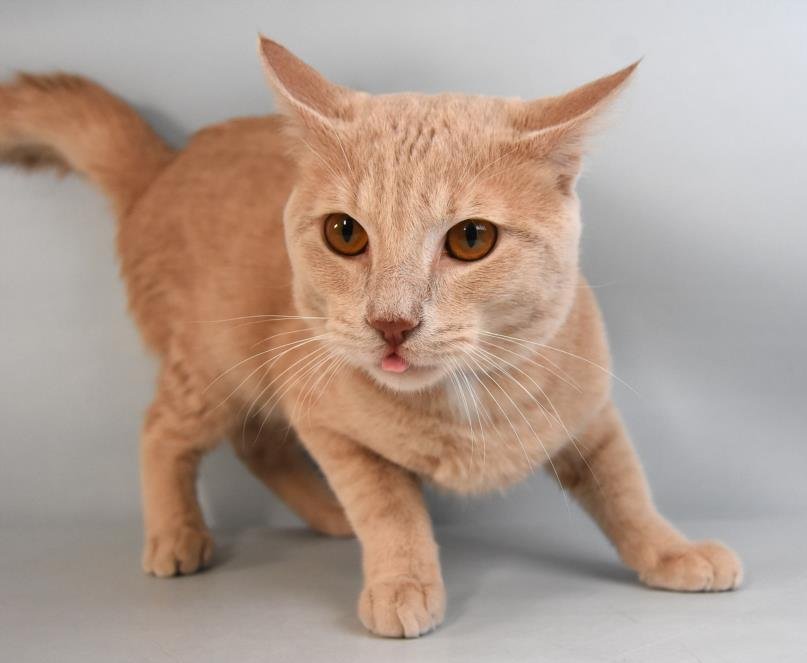 POPTART - Domestic Short Hair available for adoption