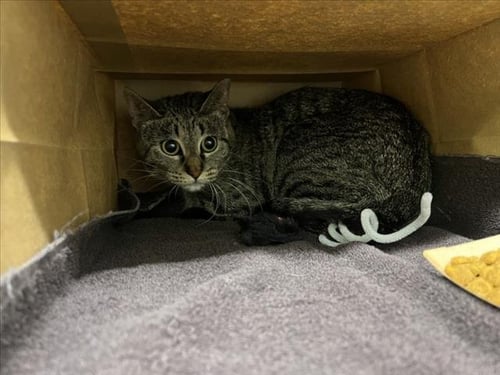 JUNEBUG - Domestic Short Hair for adoption in Fort Collins