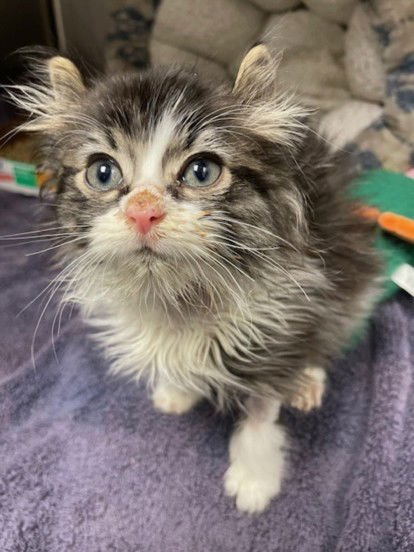 POPSICLE - Domestic Long Hair available for adoption