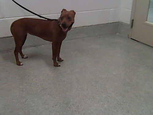 CHINA - Labrador Retriever available for adoption
