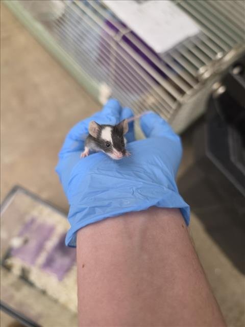 PEGASUS - Mouse available for adoption