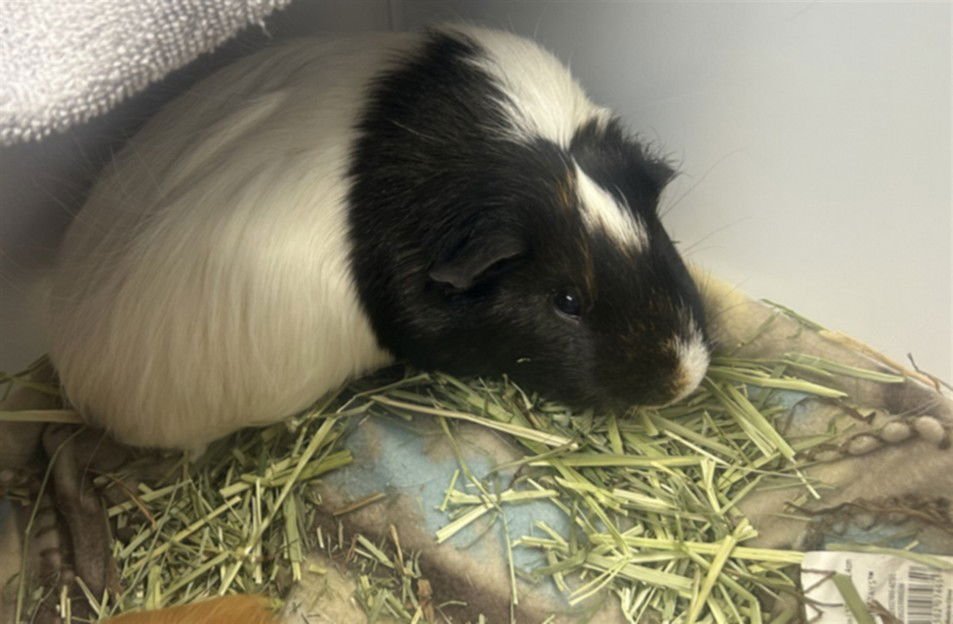 SCOTT - Guinea Pig available for adoption