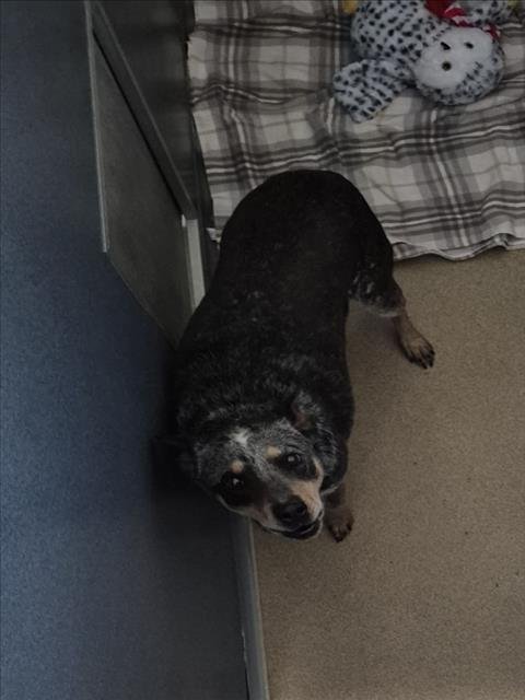 RIFLE - Australian Cattle Dog/Blue Heeler available for adoption