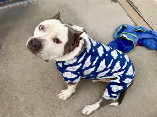 MR. BEEFY - Staffordshire Bull Terrier available for adoption